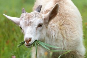 rumput kolonjono untuk kambing