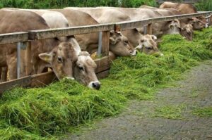 cara membuat pakan sapi fermentasi