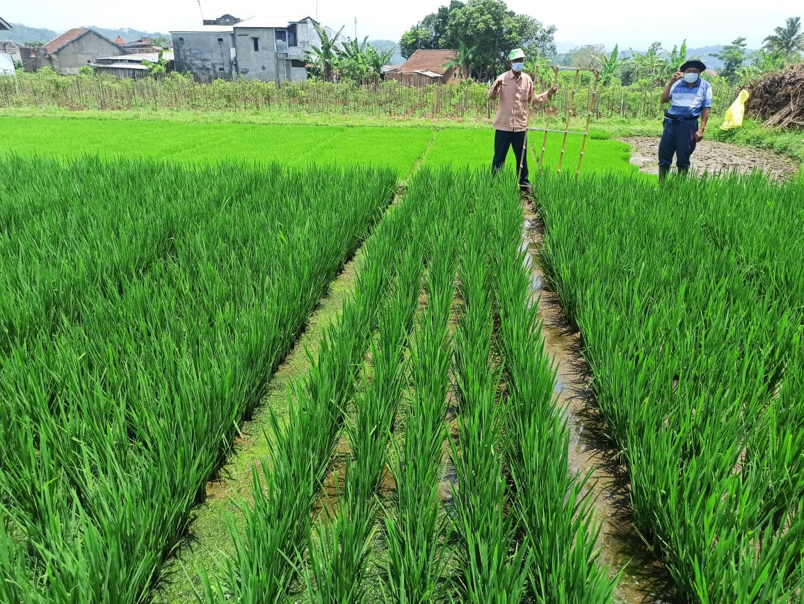 persiapan alat tanam padi sebelum digunakan
