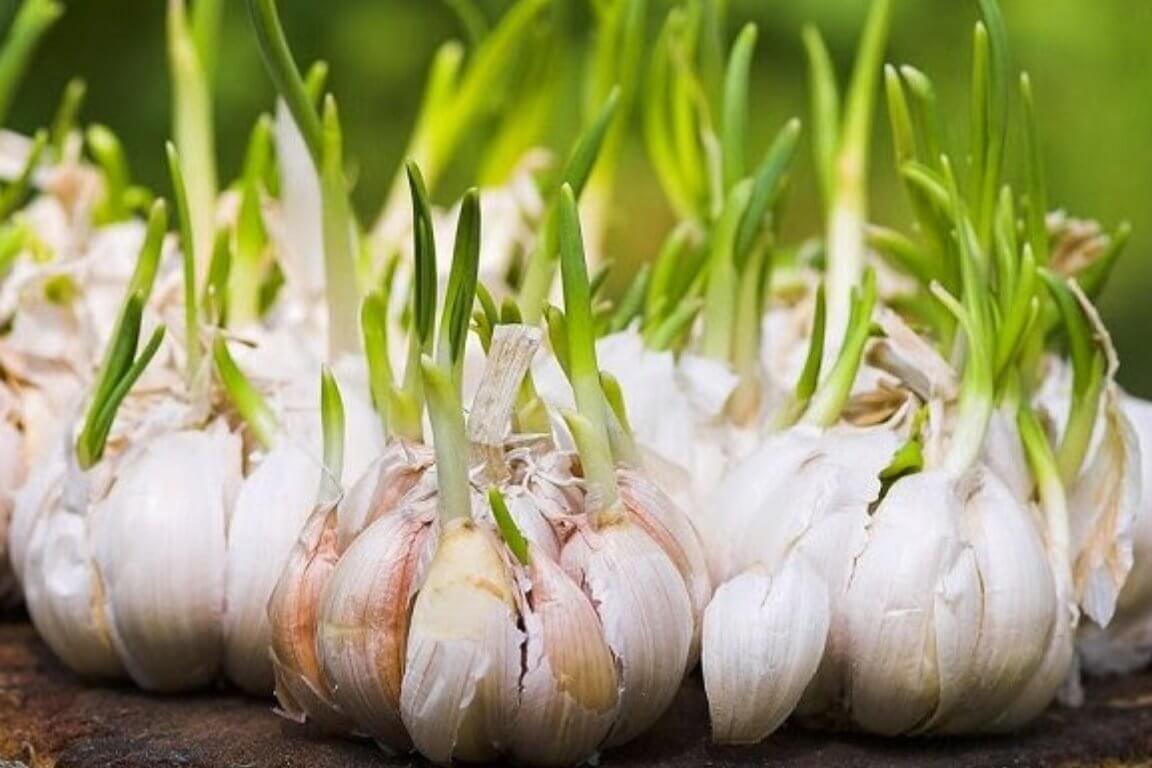 cara menanam bawang putih di pot