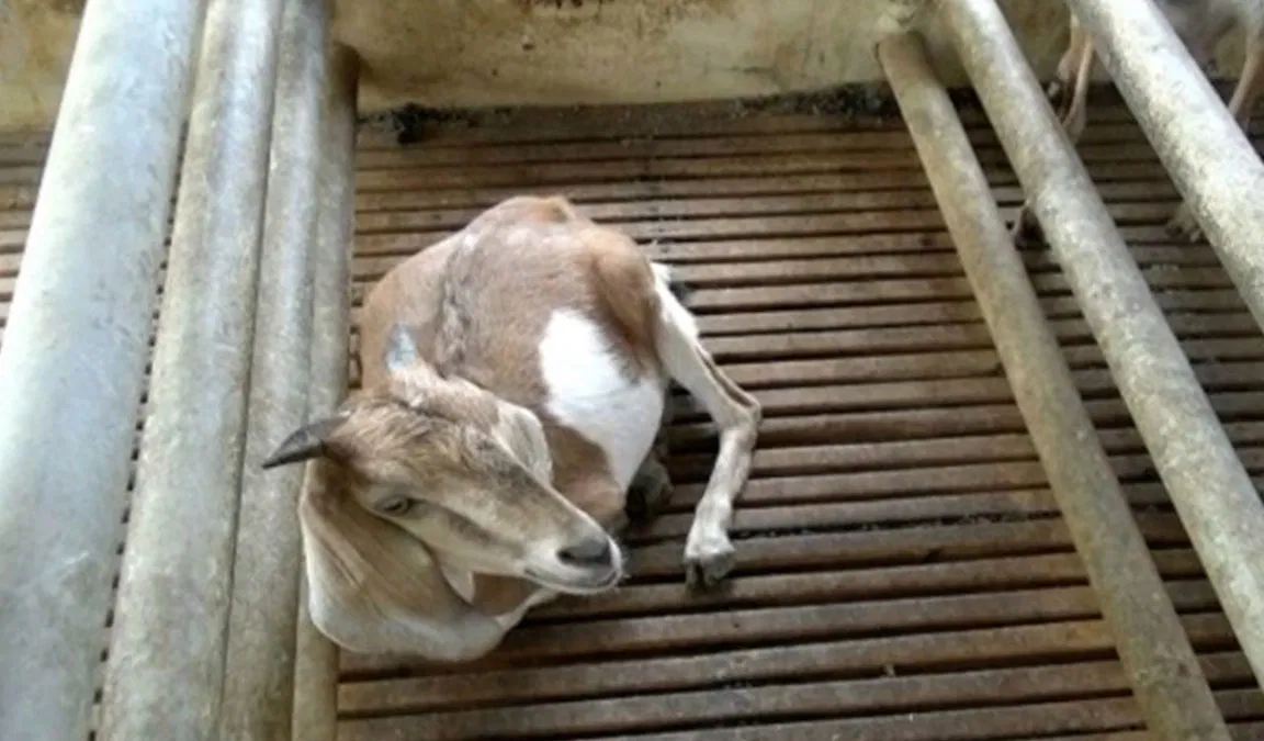 Obat Kambing Sakit Tidak Mau Makan