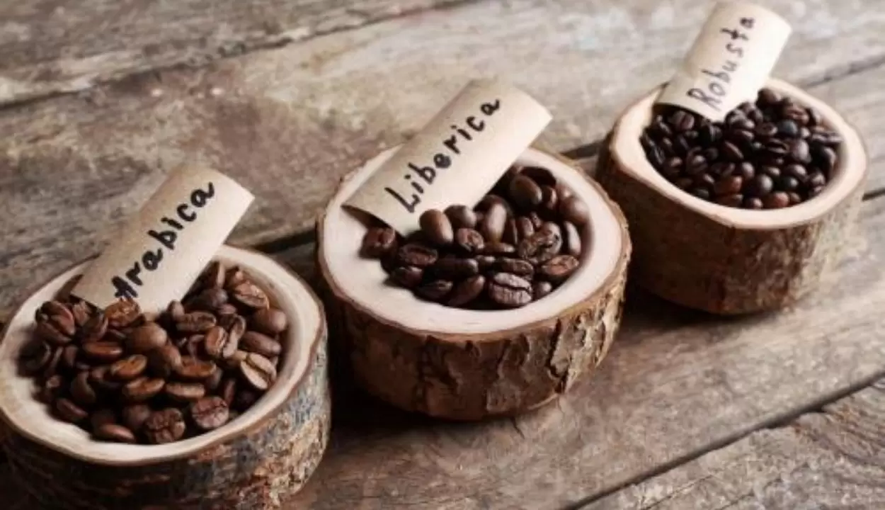Macam-Macam Jenis Kopi Terpopuler Di Indonesia