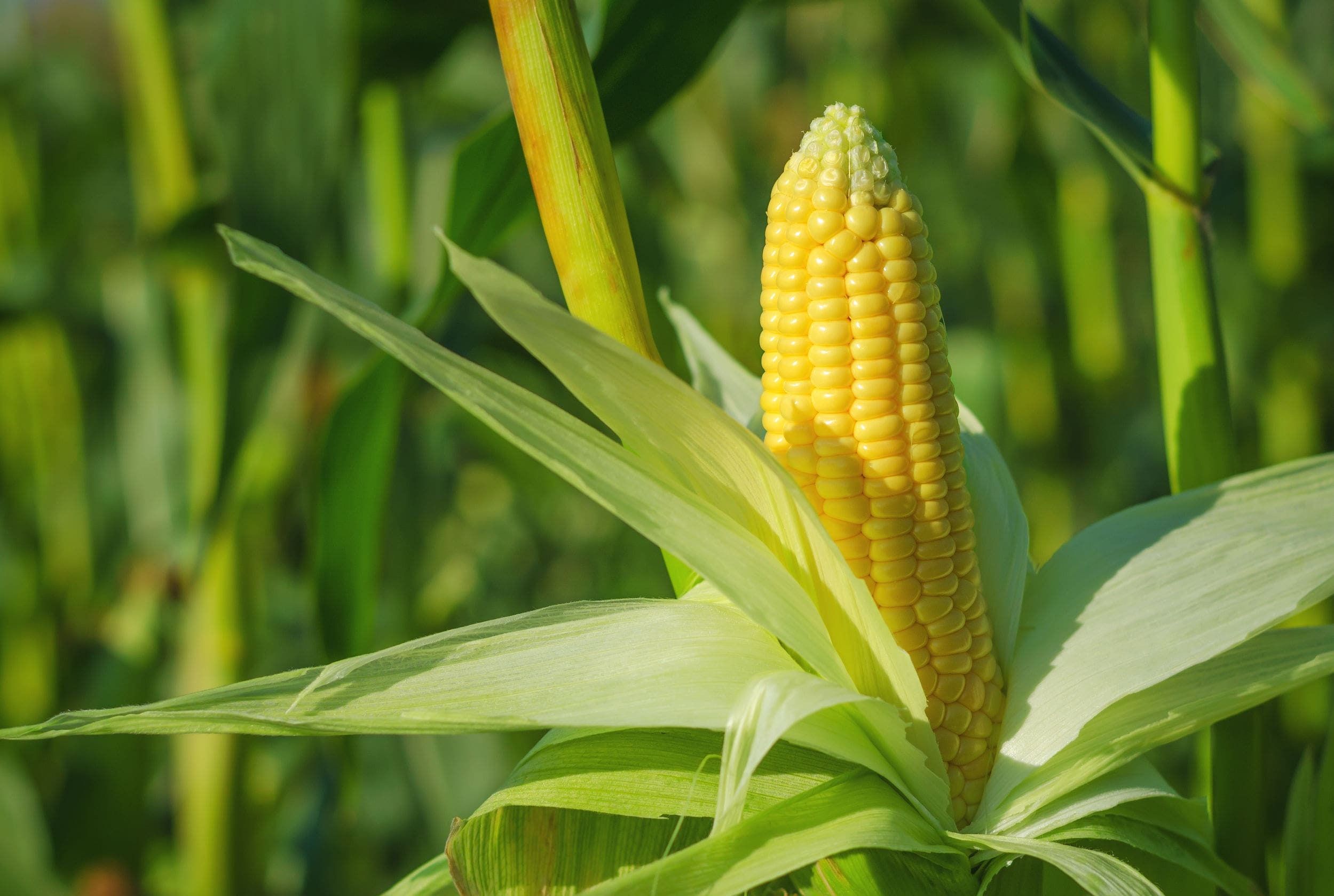 cara merawat tanaman jagung manis