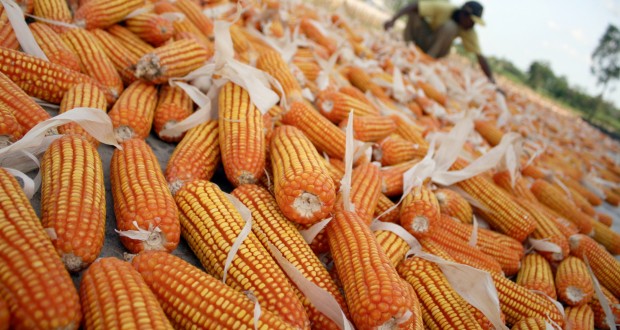 bisnis pengepul jagung