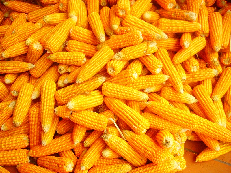 peluang bisnis jagung
