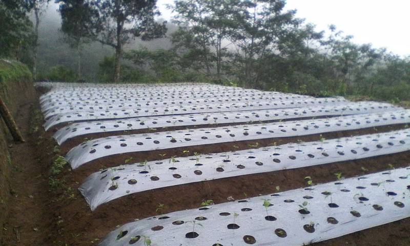 Langkah-langkah menanam cabe rawit di pot atau bedengan