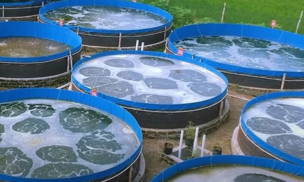 keuntungan nila bioflok