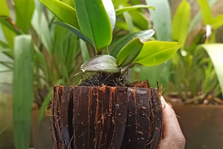pemanfaatan sabut kelapa muda