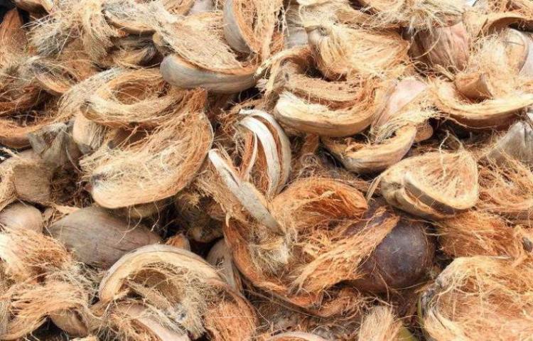 Manfaat Sabut Kelapa untuk Lingkungan