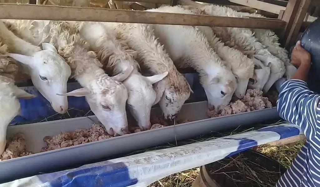 teknik pemeliharaan kambing yang efektif