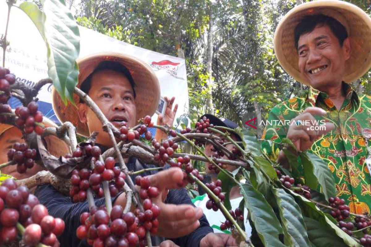 Modal Usaha Pengolahan Kopi yang Menguntungkan
