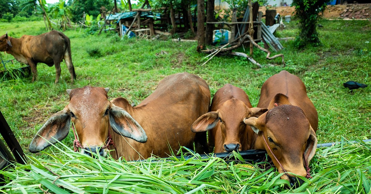 Tips Memilih dan Memberikan Hijauan untuk Sapi Potong