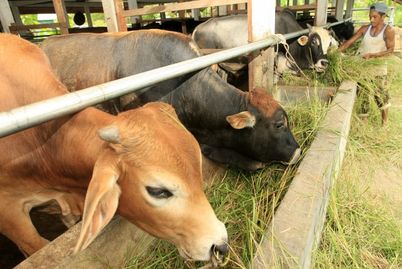 Tips Memberikan Pakan Hijau Nutrisi Lengkap untuk Sapi Potong