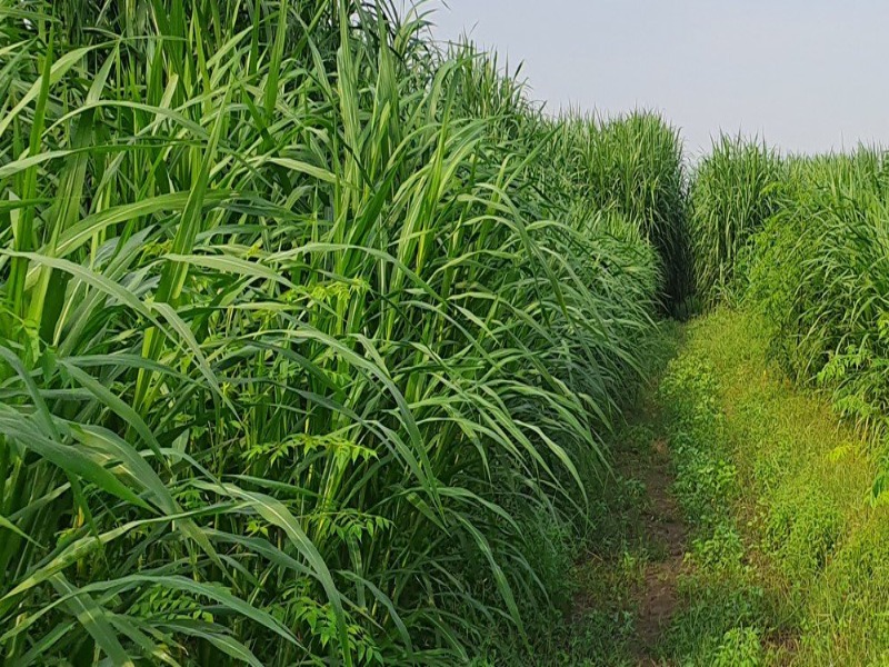 Perawatan Lahan Rumput Pakan untuk Hasil Optimal