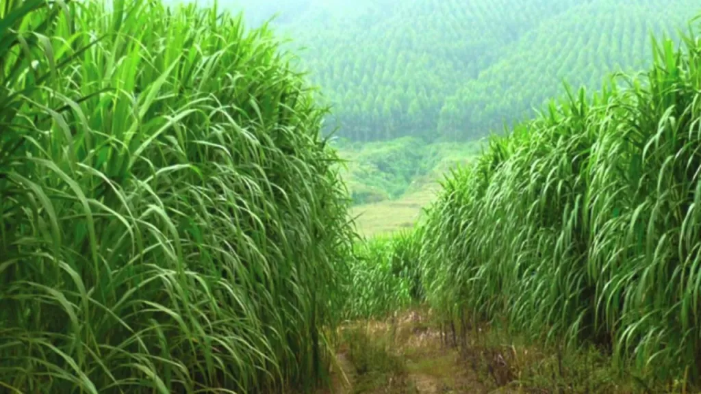 rumput produktivitas lahan optimal