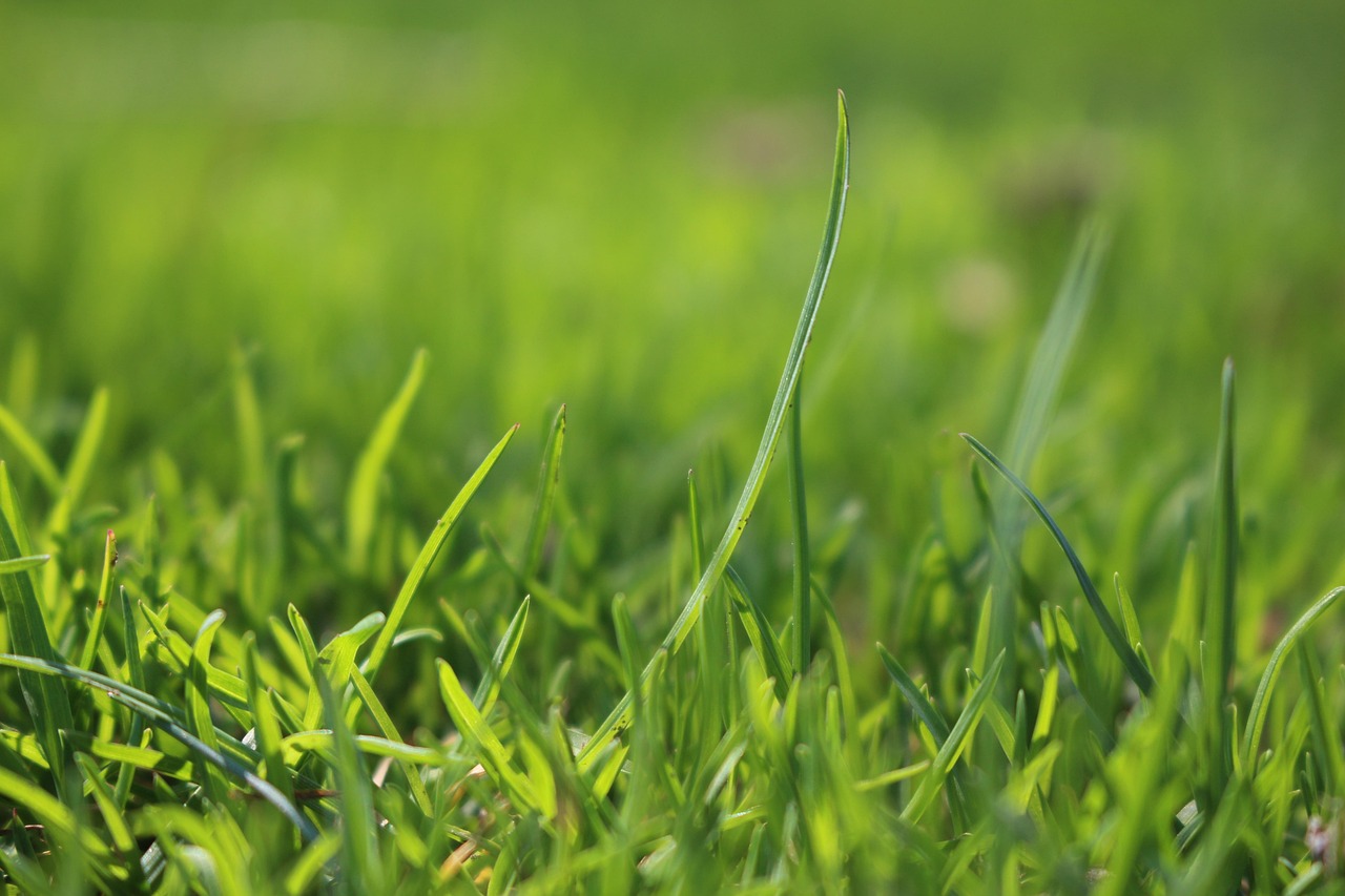 rumput hijau palatabel ternak