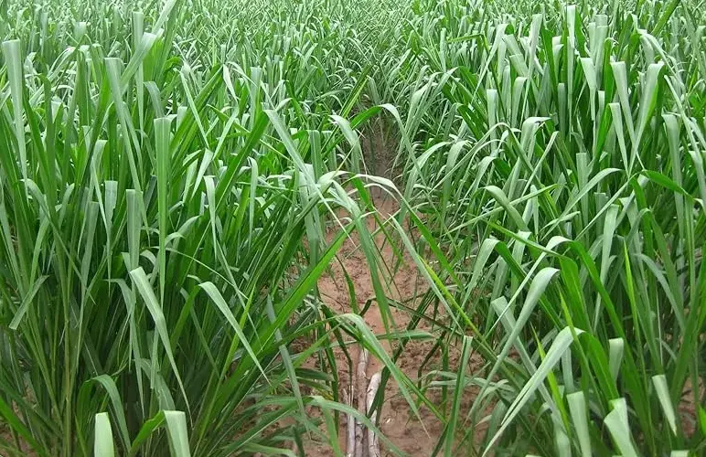 rumput segar untuk produksi susu