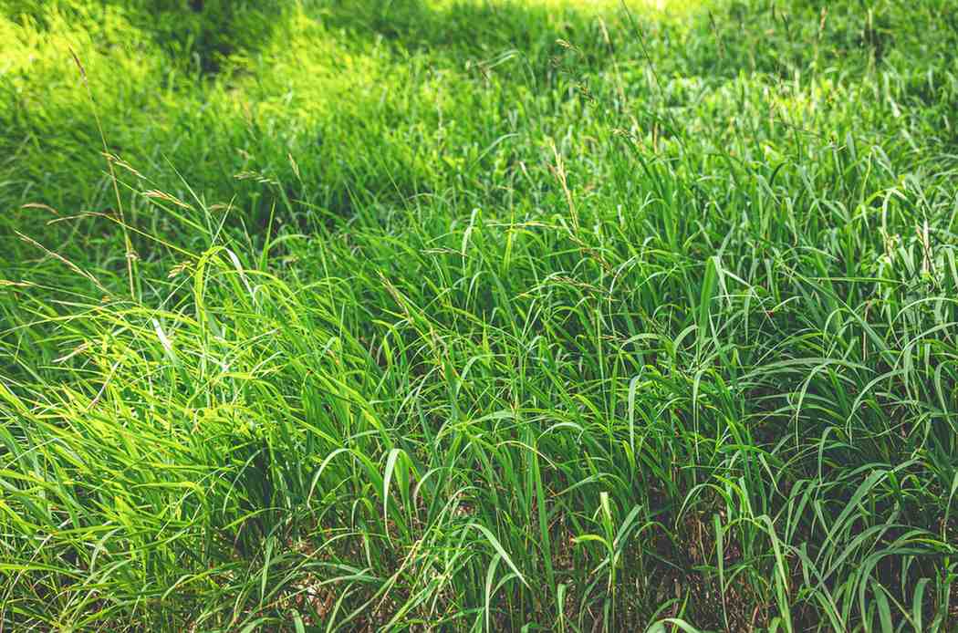 Meningkatkan Kualitas Pakan Ternak Harian agar Lebih Optimal