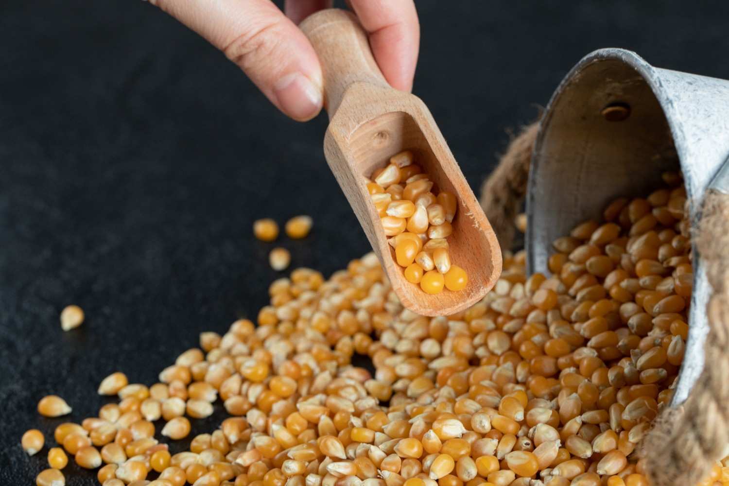 Kenali Penyebab Hasil Pemipilan Jagung Tidak Bersih dan Solusinya