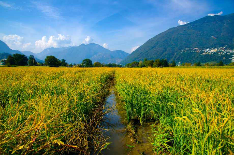 Kapan Waktu Terbaik Mengairi Sawah? Ini Panduannya
