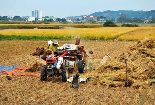 Efisiensi Panen dengan Power Thresher