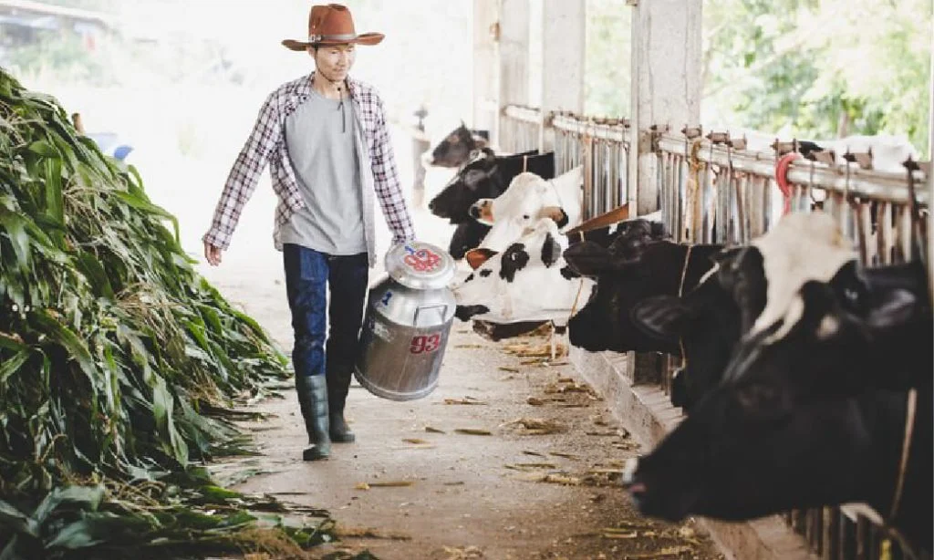 Kebutuhan Pakan Sapi Potong untuk Pertumbuhan Optimal