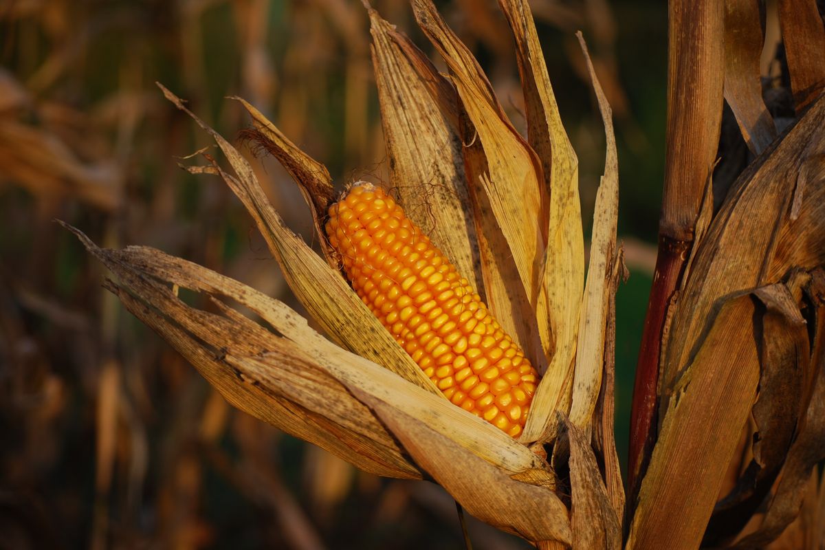 Jagung Kering Sebelum Diproses, Mengapa?