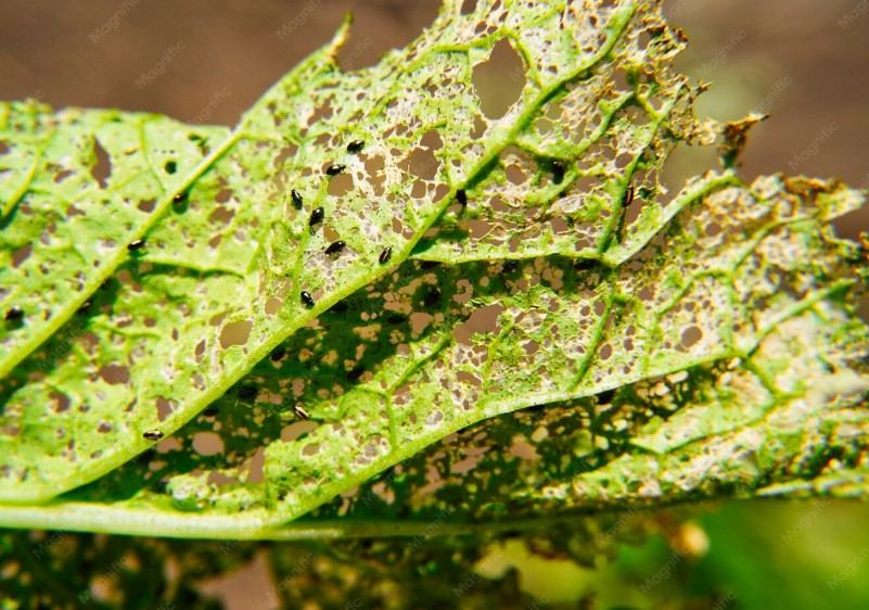 Mengenali Penyebab Daun Tanaman Berlubang dan Cara Mengatasinya