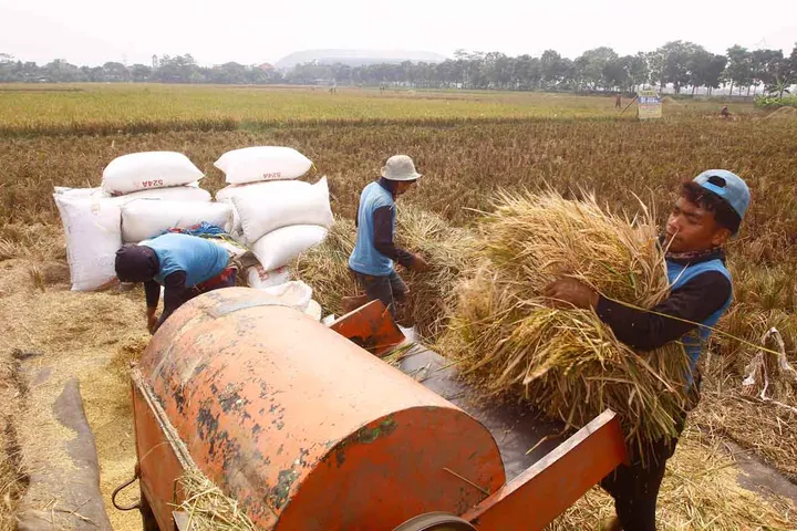 Hasil Gabah Setelah Perontokan: Cara Mengoptimalkan Jumlah dan Kualitas Panen