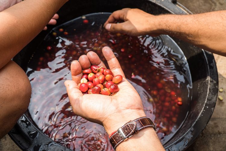 Proses Pemisahan Kulit Kopi yang Tepat untuk Menjaga Mutu Biji