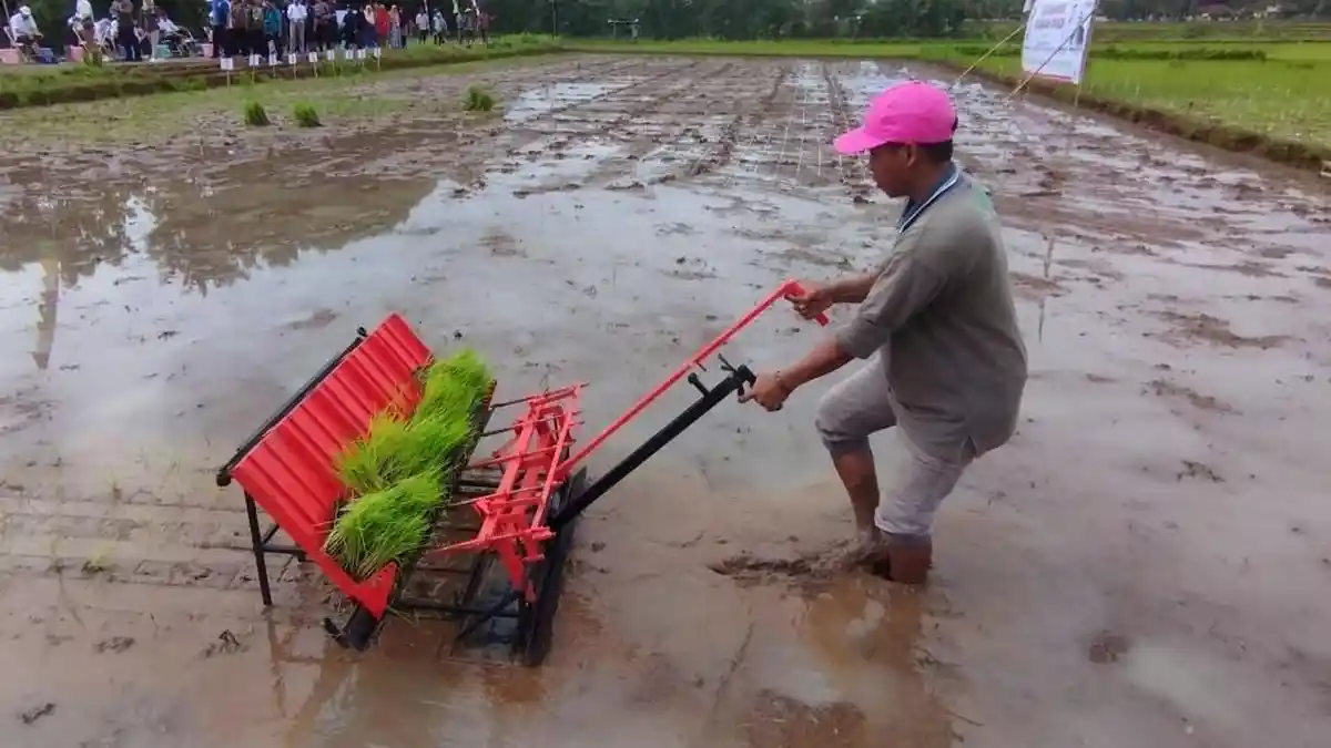 alat tanam padi untuk sawah