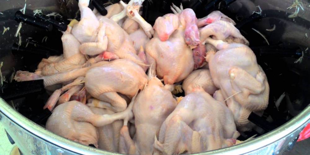 Cara Menghilangkan Bulu Ayam Halus agar Karkas Lebih Bersih