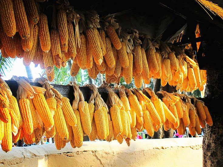 Tips Mengeringkan Jagung Sebelum Penyimpanan agar Tetap Baik
