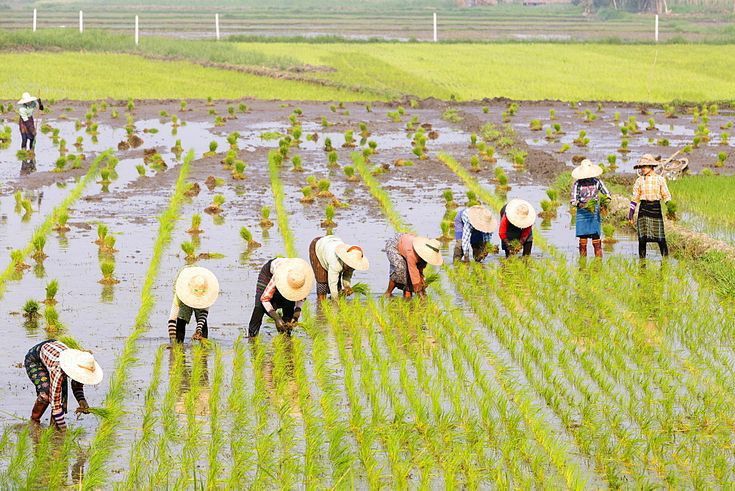 Faktor yang Memengaruhi Hasil Penanaman Padi dengan Hasil yang Diharapkan