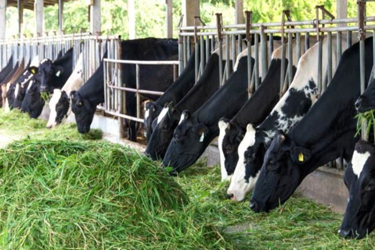 Manfaat Rumput Cincang untuk Pakan Ternak agar Lebih Mudah Dimakan dan Dicerna