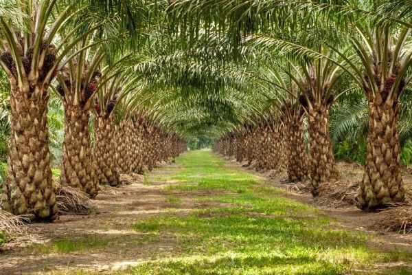 Pemanfaatan Pelepah Sawit Menjadi Pakan untuk Ternak Hewan di Rumah