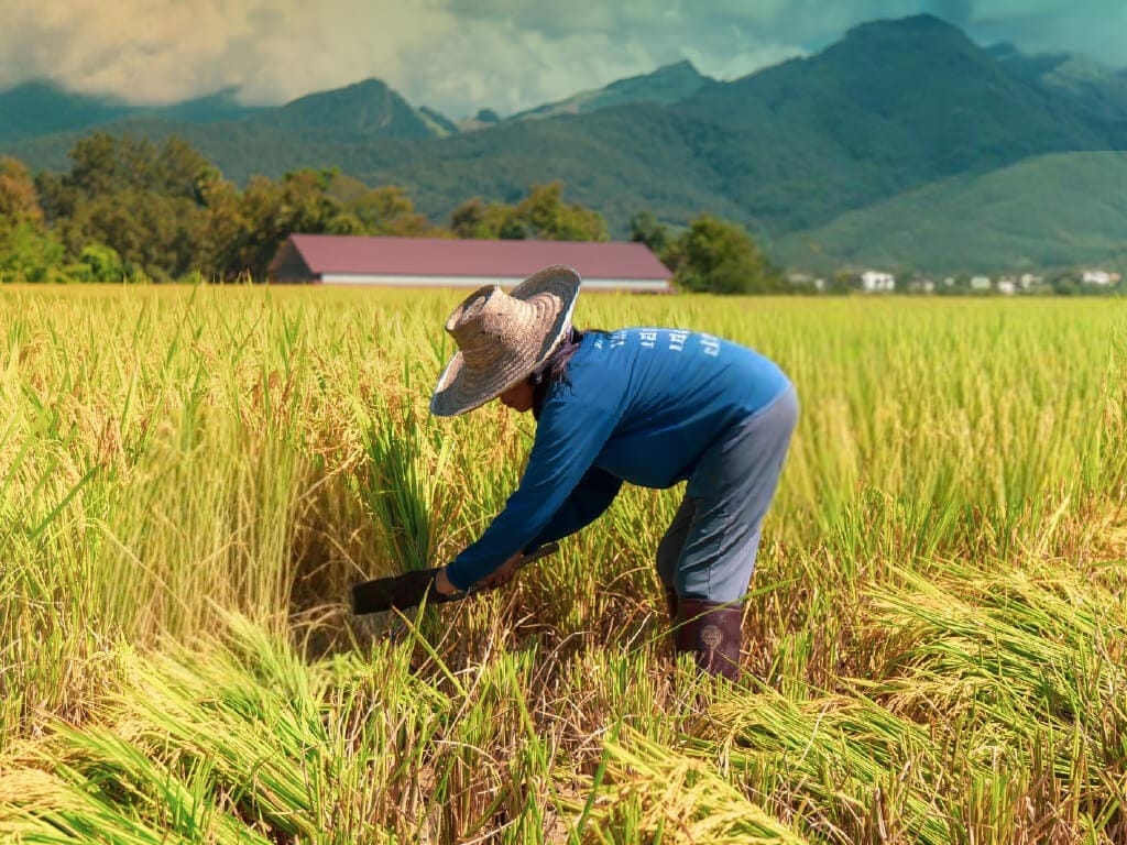 Padi Sudah Siap Dipanen? Kenali Tanda Matangnya
