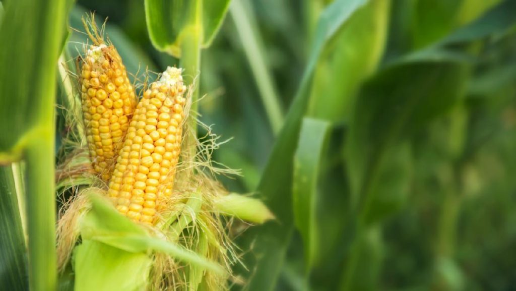 Jagung Bisa Diolah Menjadi Apa? Ini Pilihannya