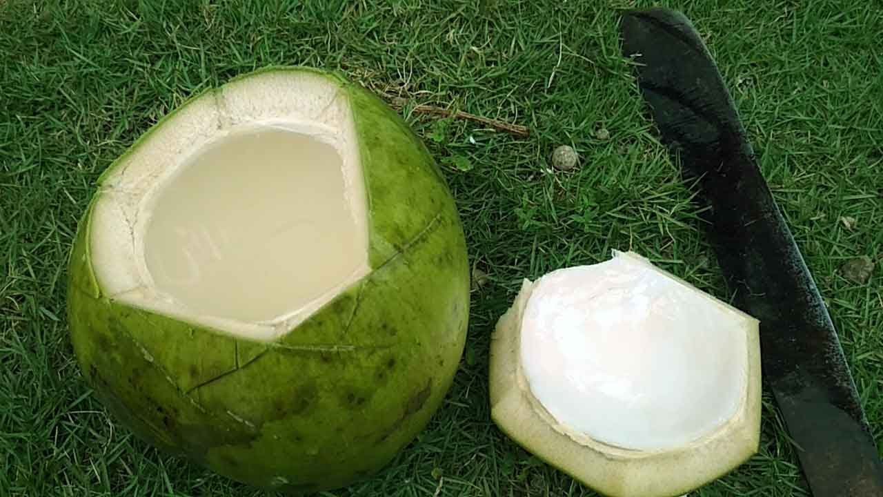 Cara Membersihkan Kelapa Muda Agar Bersih dan Siap Diolah