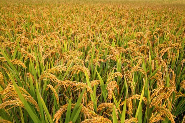 Metode Menanam Padi Sawah yang Tepat