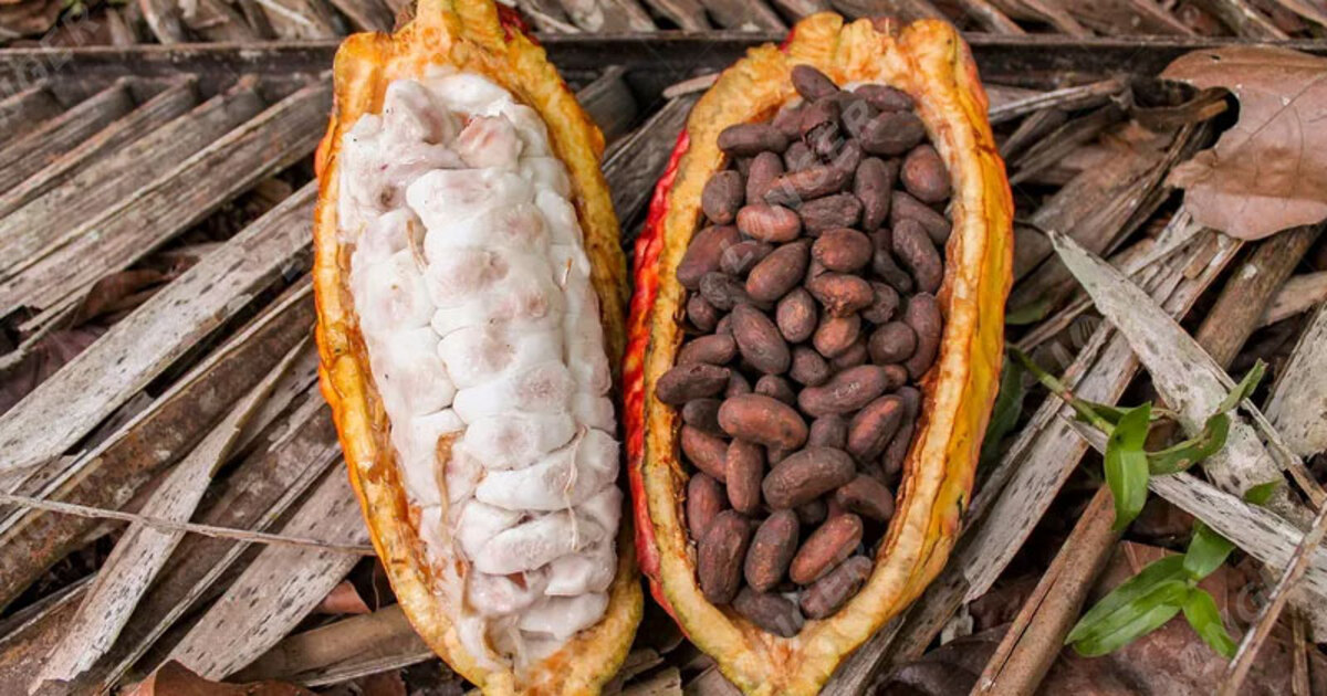 Tahapan Pengolahan Biji Kakao Menjadi Cokelat
