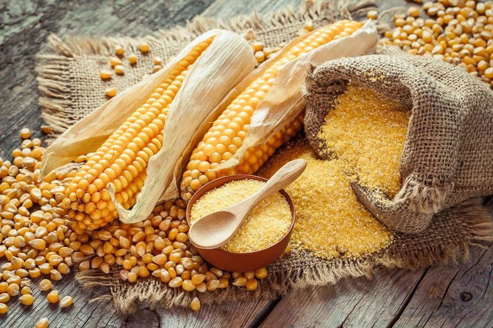 Pemanfaatan Jagung Pipilan untuk Pakan Unggas Sehat