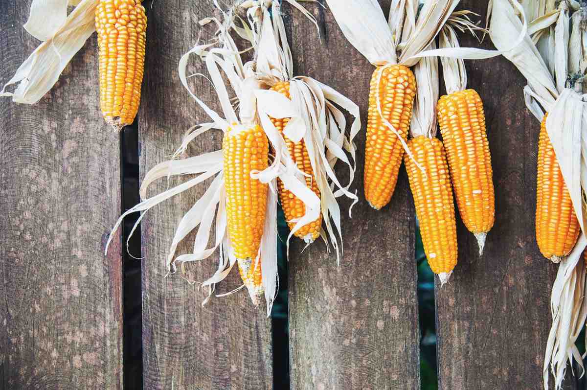 Pemanfaatan Jagung dalam Industri Pangan untuk Beragam Produk Olahan