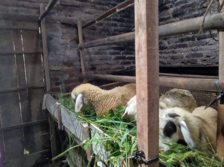 Manfaat Rumput Cincang untuk Kambing Menjadi Lebih Sehat