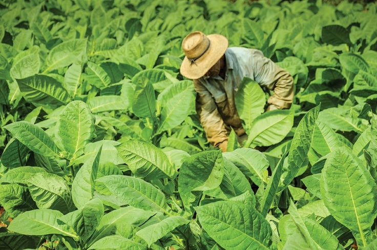 Cara Menyiapkan Daun Sebelum Perajangan Tembakau agar Hasil Lebih Rapi