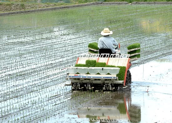 Persiapan Alat Sebelum Penanaman Padi agar Lebih Efisien