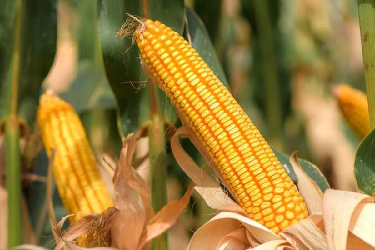 Kapan Jagung Siap Dipipil Setelah Panen? Ini Tandanya