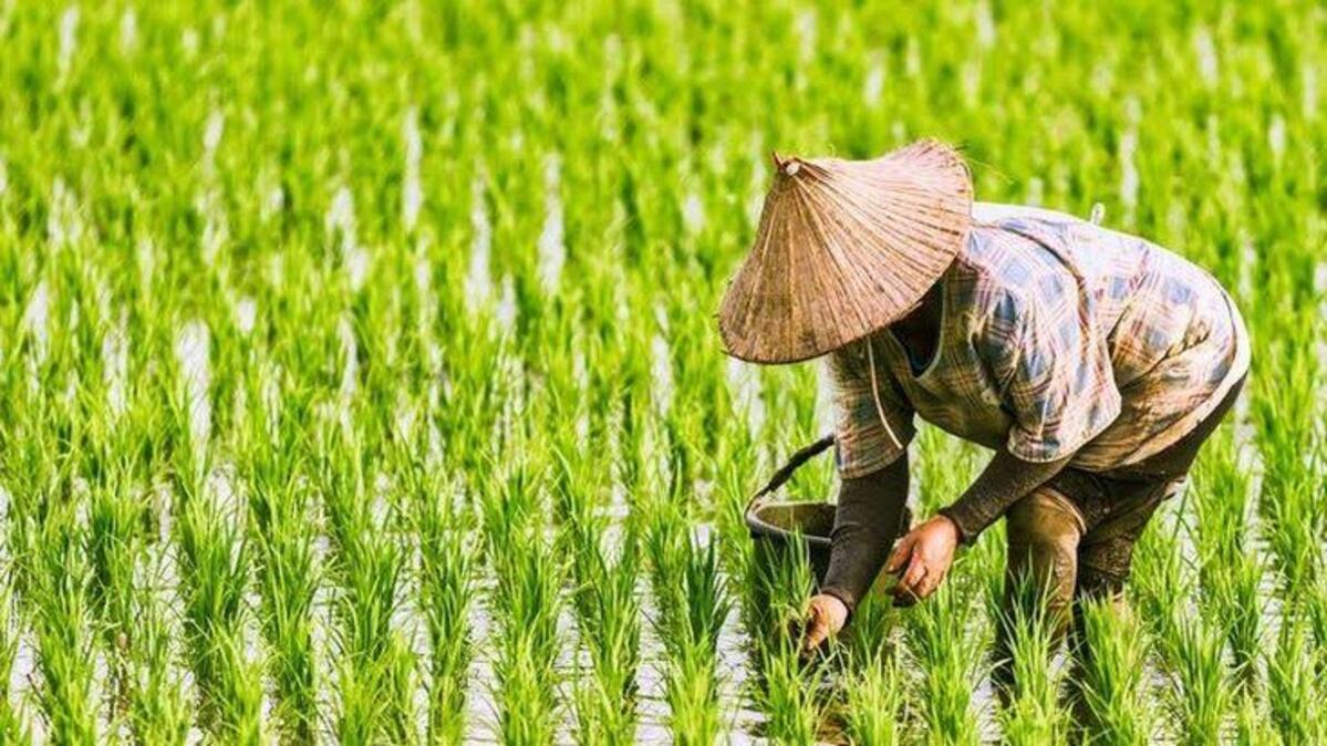 Cara Memanen Padi Tanpa Banyak Tenaga, Lebih Efisien